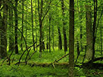 Natur - Wald
